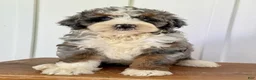 Mini Bernedoodle dogs for sale: Silas - Blue Merle Mini Bernedoodle - Ad 1