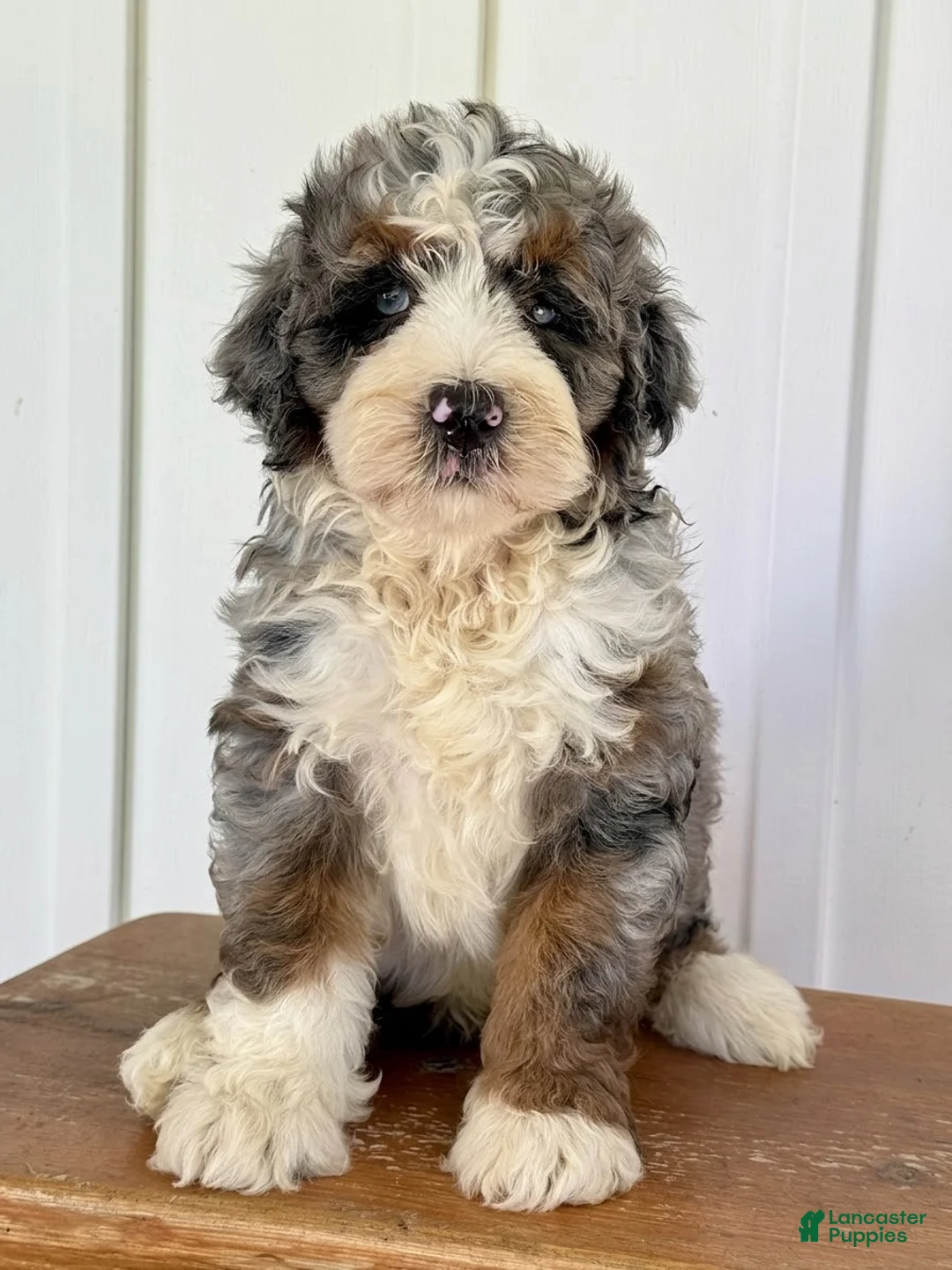 Mini Bernedoodle dogs for sale: Silas - Blue Merle Mini Bernedoodle - Ad 1