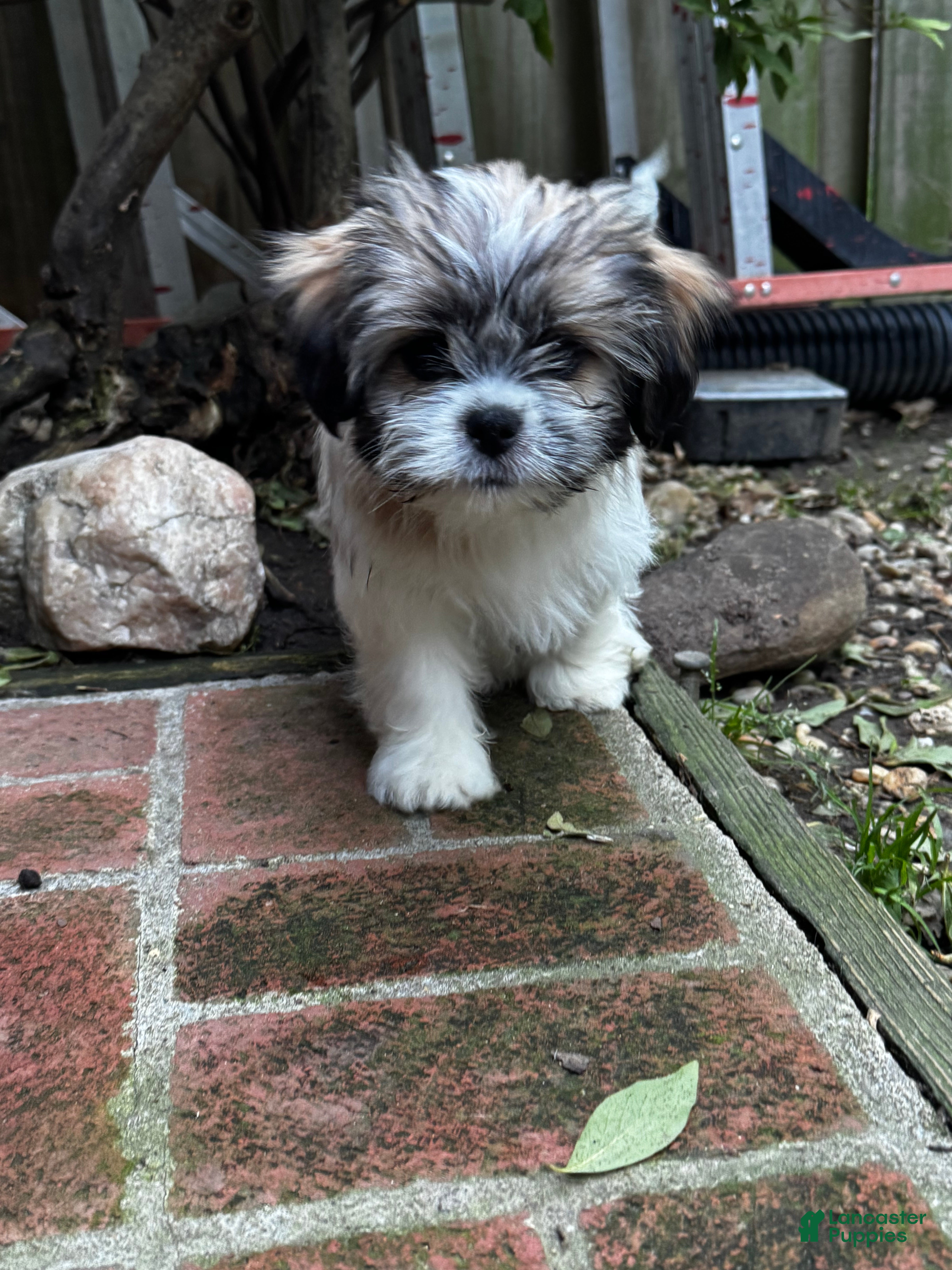 Shih Tzu dogs for sale: Margarita  - Ad 3