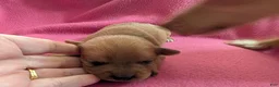 Chihuahua dogs for sale: Xeno - Ad 3