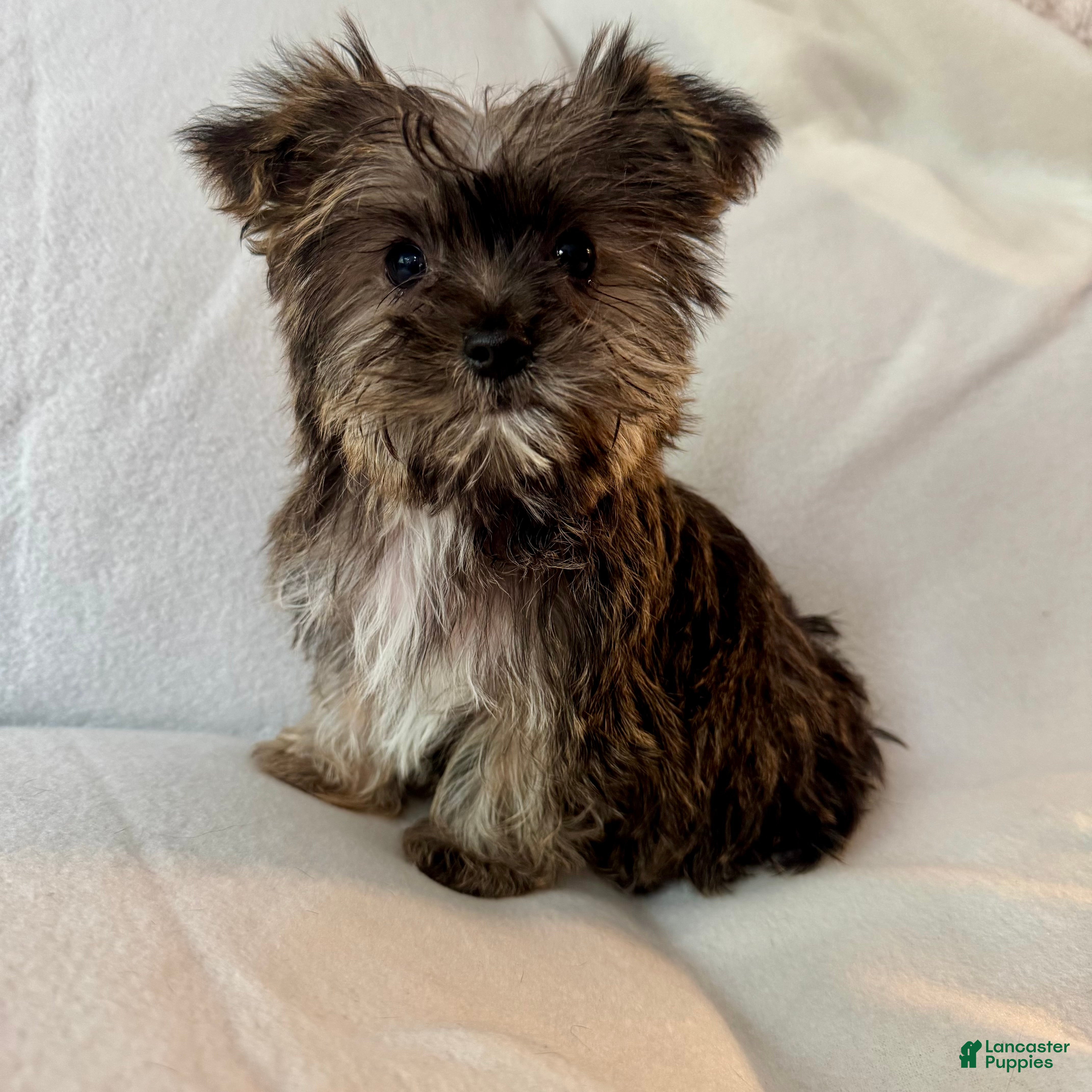 Shorkie dogs Skip - Ad 23