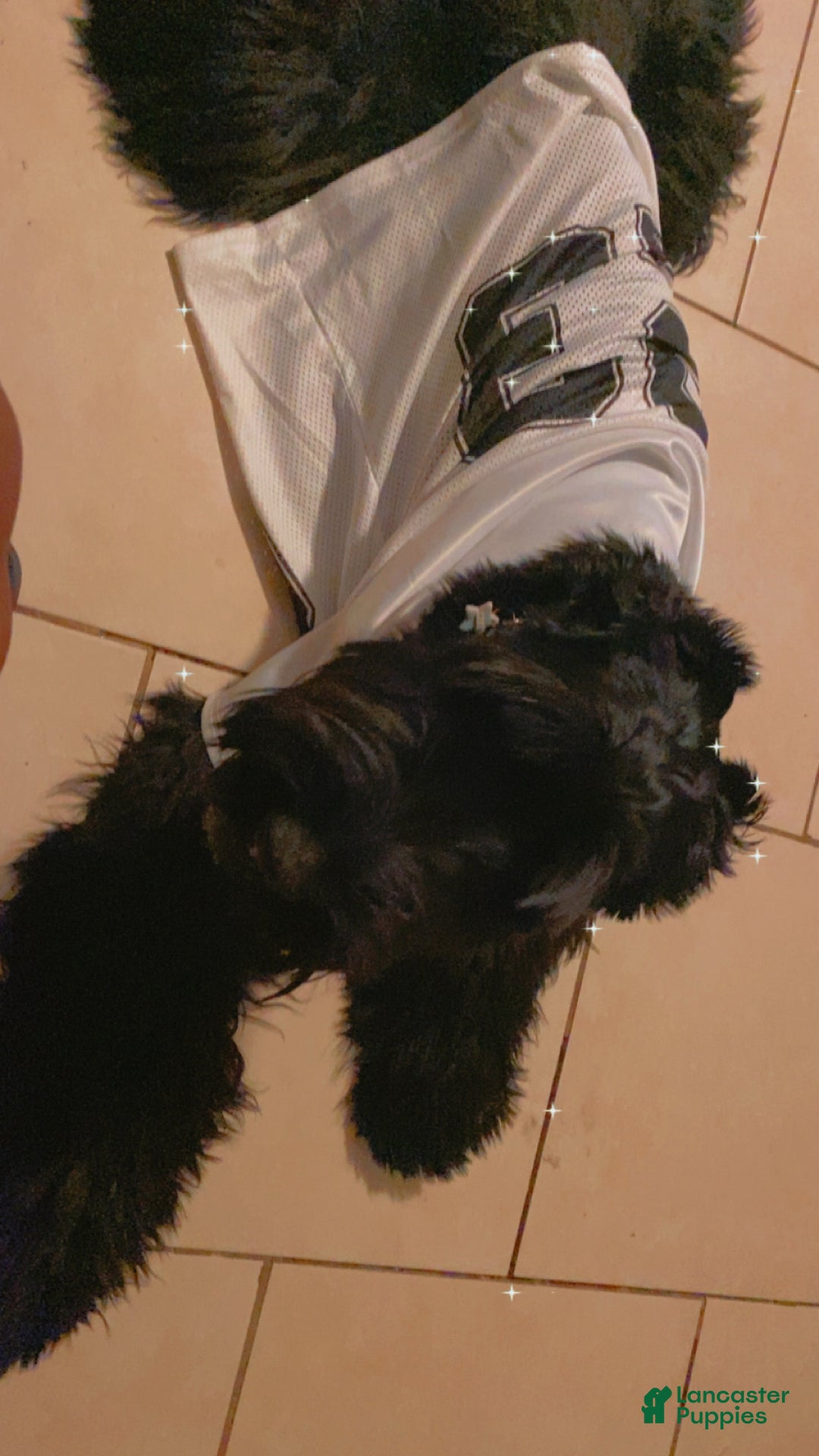 Giant Schnauzer dogs for sale: Giant Schnauzer Puppy 2 - Ad 5