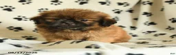 Shih Tzu dogs for sale: Zeke - Ad 3