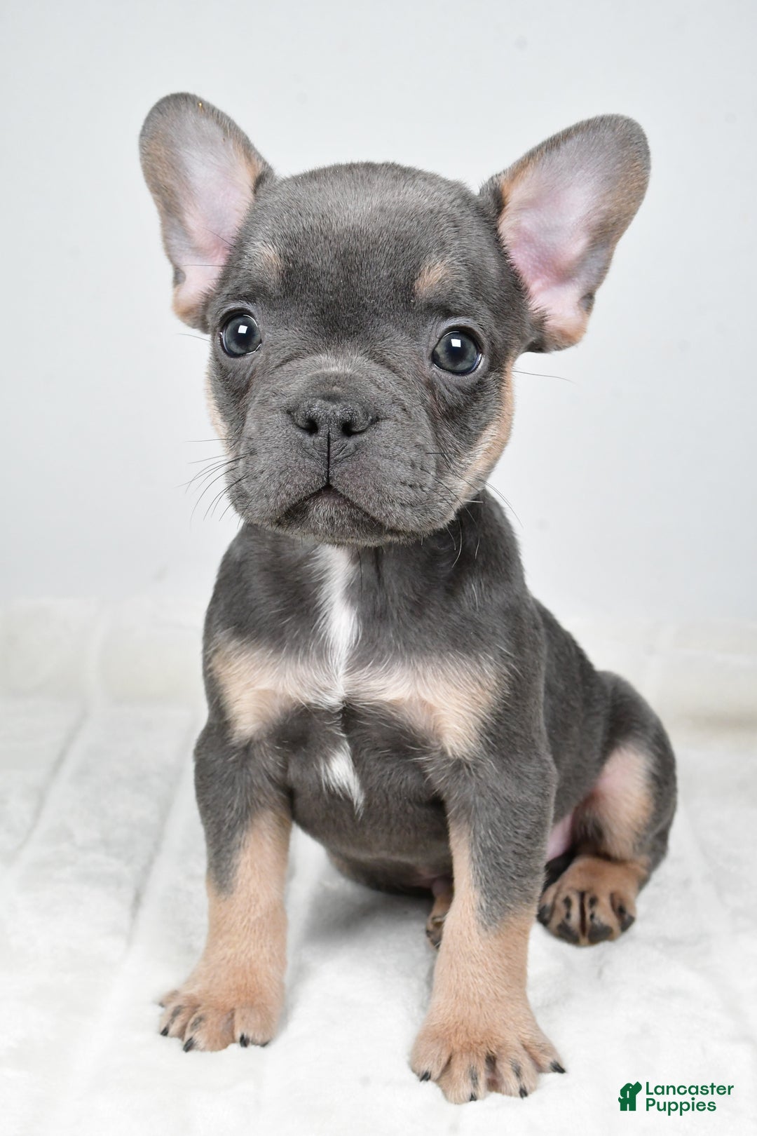 French Bulldog dogs for sale: Finley - Ad 7