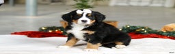 Bernese Mountain Dog dogs for sale: Karly - Ad 3