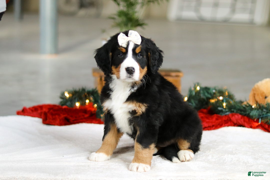 Bernese Mountain Dog dogs for sale: Karly - Ad 3