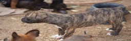 Mixed Breed dogs for sale: Bandogge Brindle M - Ad 9