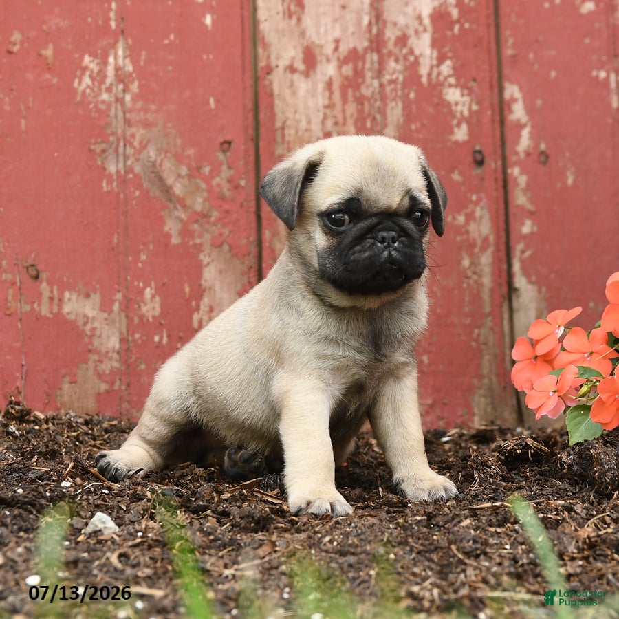 Pug dogs Kiki - Ad 2