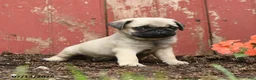 Pug dogs for sale: Kiki - Ad 2