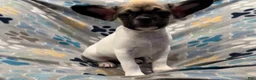 Frug dogs for sale: Olive - Ad 4