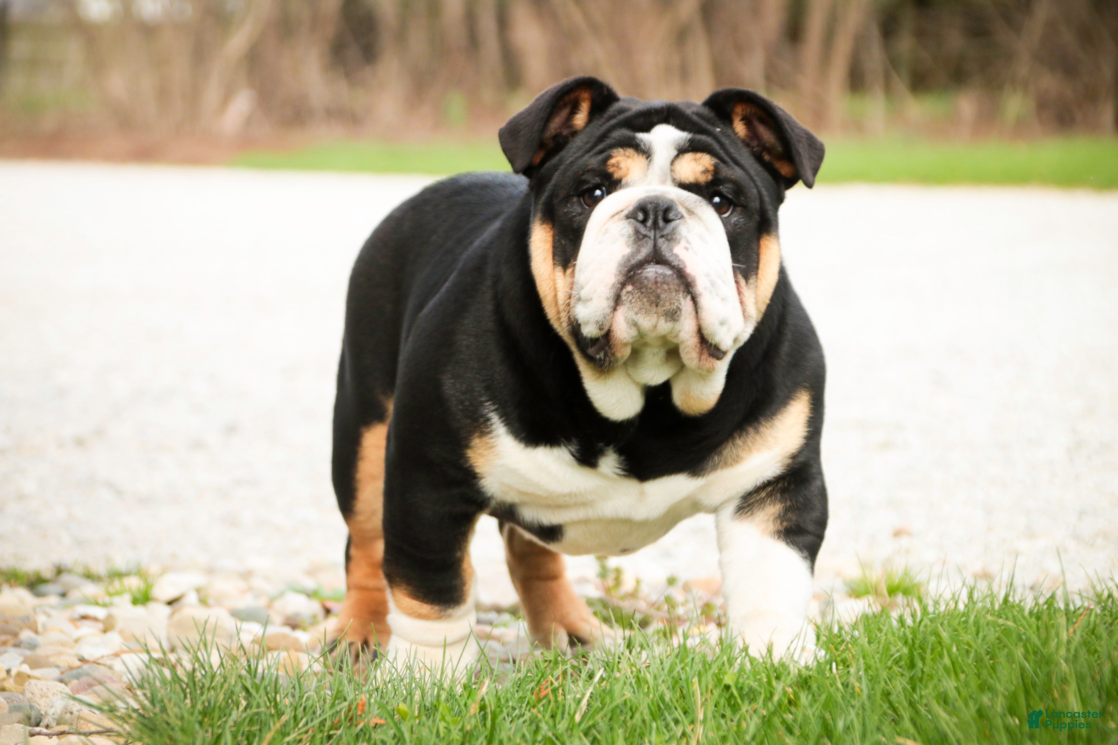 Mixed Breed dogs Tyson - Ad 1