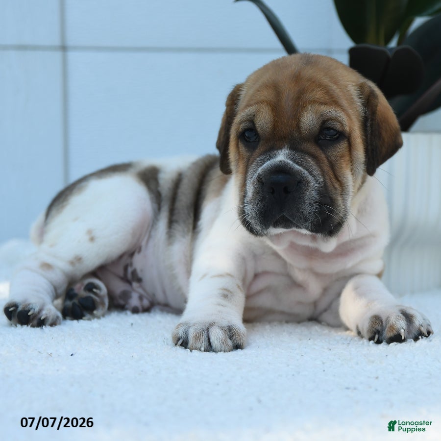 Mini Hippo dogs Leo - Ad 2