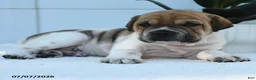 Mini Hippo dogs for sale: Leo - Ad 2