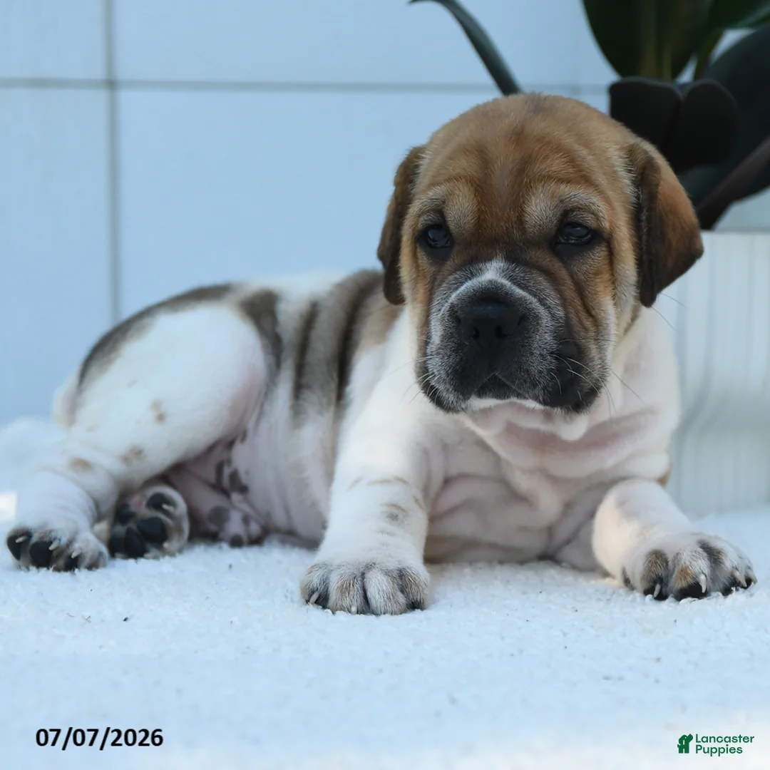 Mini Hippo dogs for sale: Leo - Ad 2