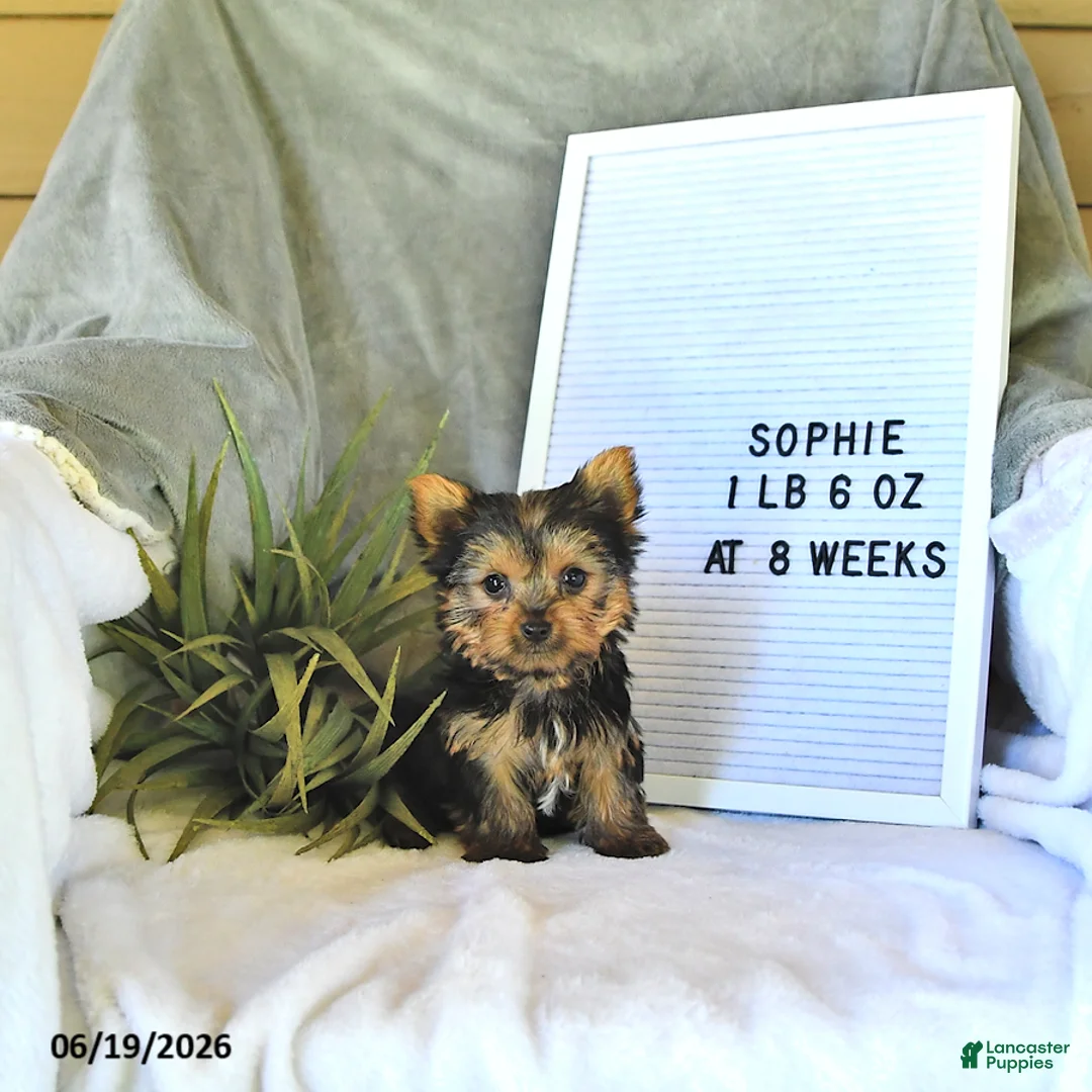 Yorkshire Terrier dogs for sale: Sophie   EXTRA SMALL - Ad 2