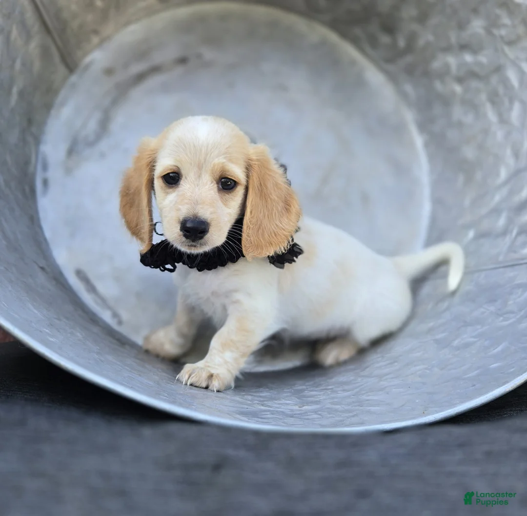 Miniature Dachshund dogs for sale: Violet - Ad 1