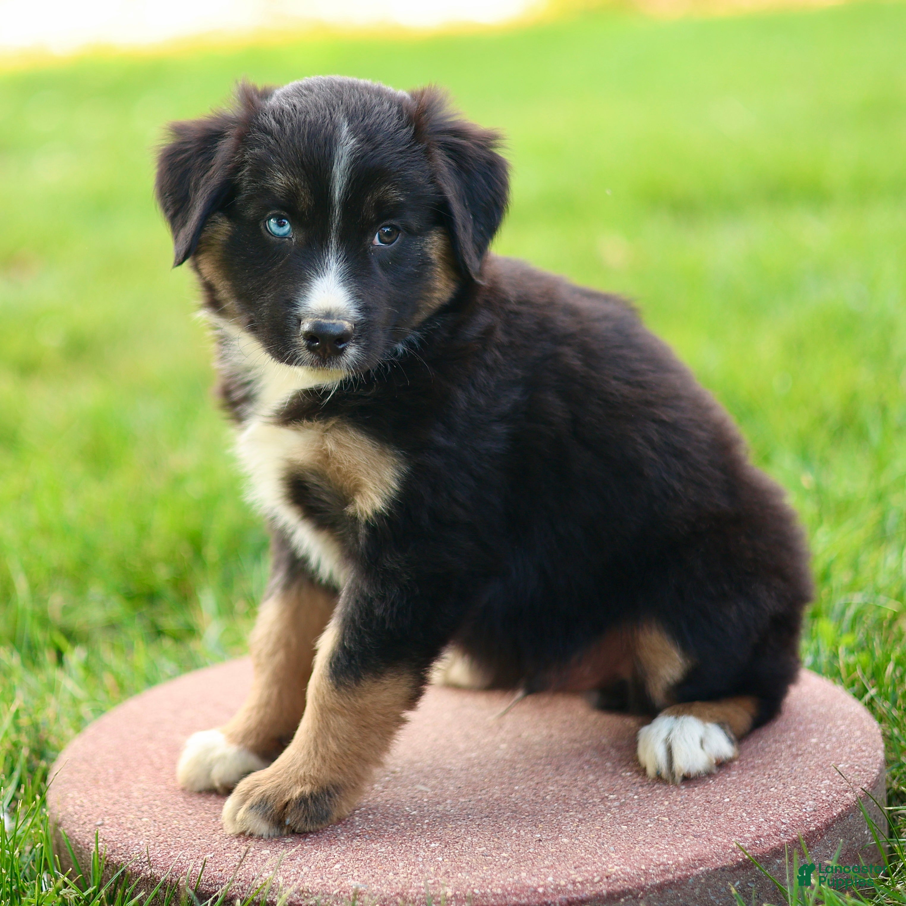 Miniature Australian Shepherd dogs Jimmy - Ad 1