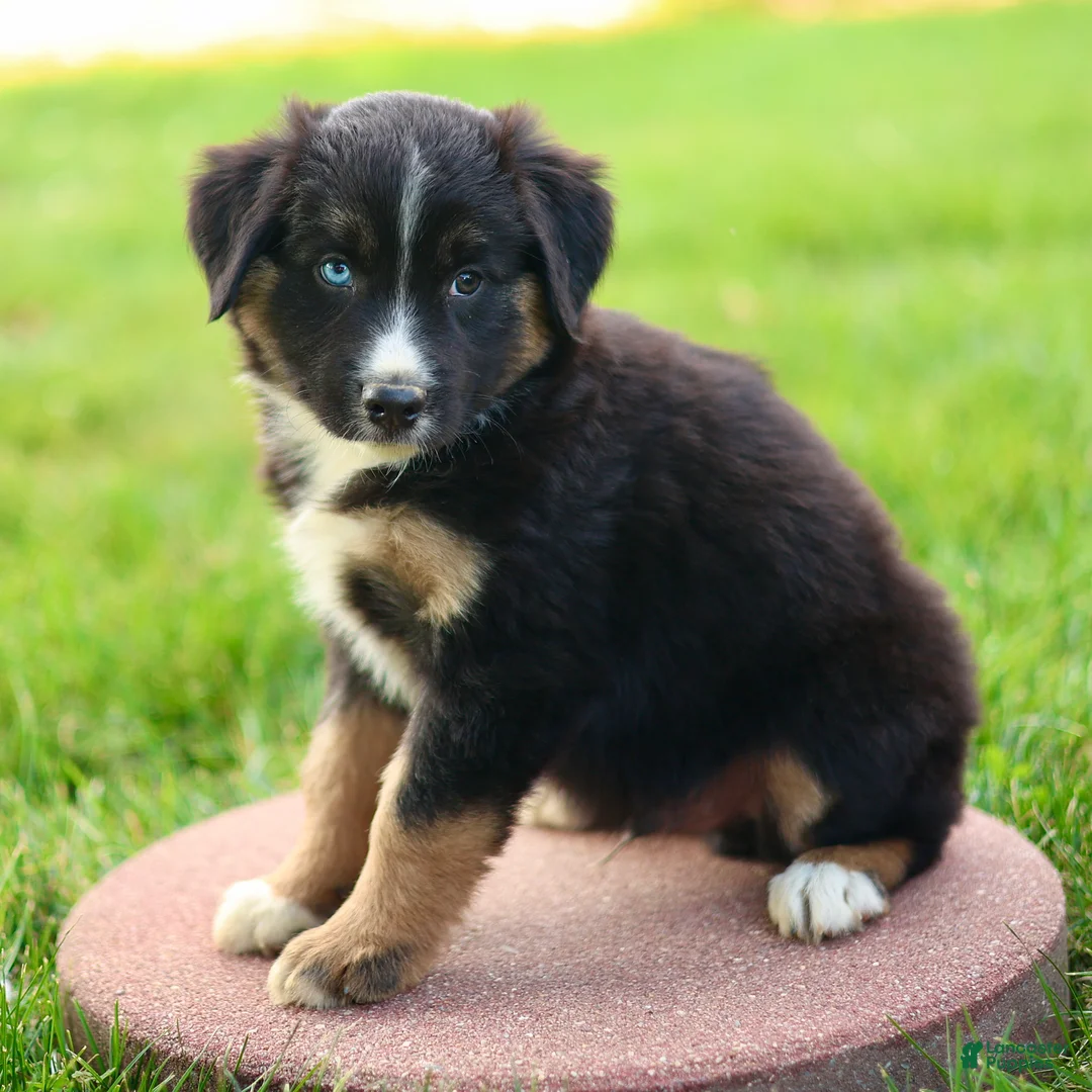 Miniature Australian Shepherd dogs for sale: Jimmy - Ad 1