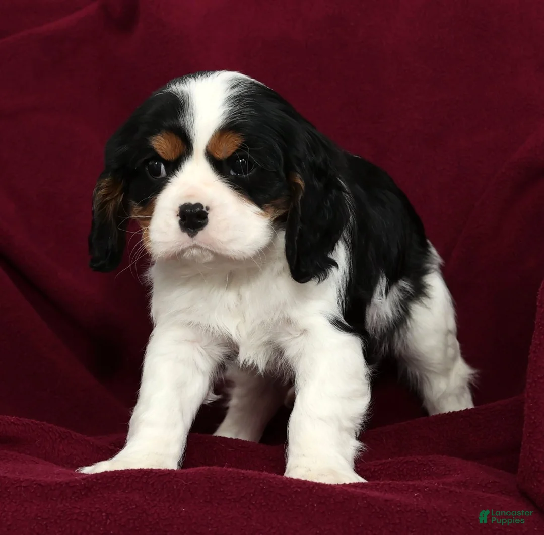 Cavalier King Charles Spaniel dogs for sale: Spotty - Ad 9