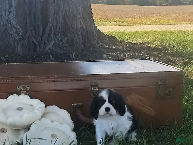 Cavalier King Charles Spaniel dogs for sale: Max - Ad 2