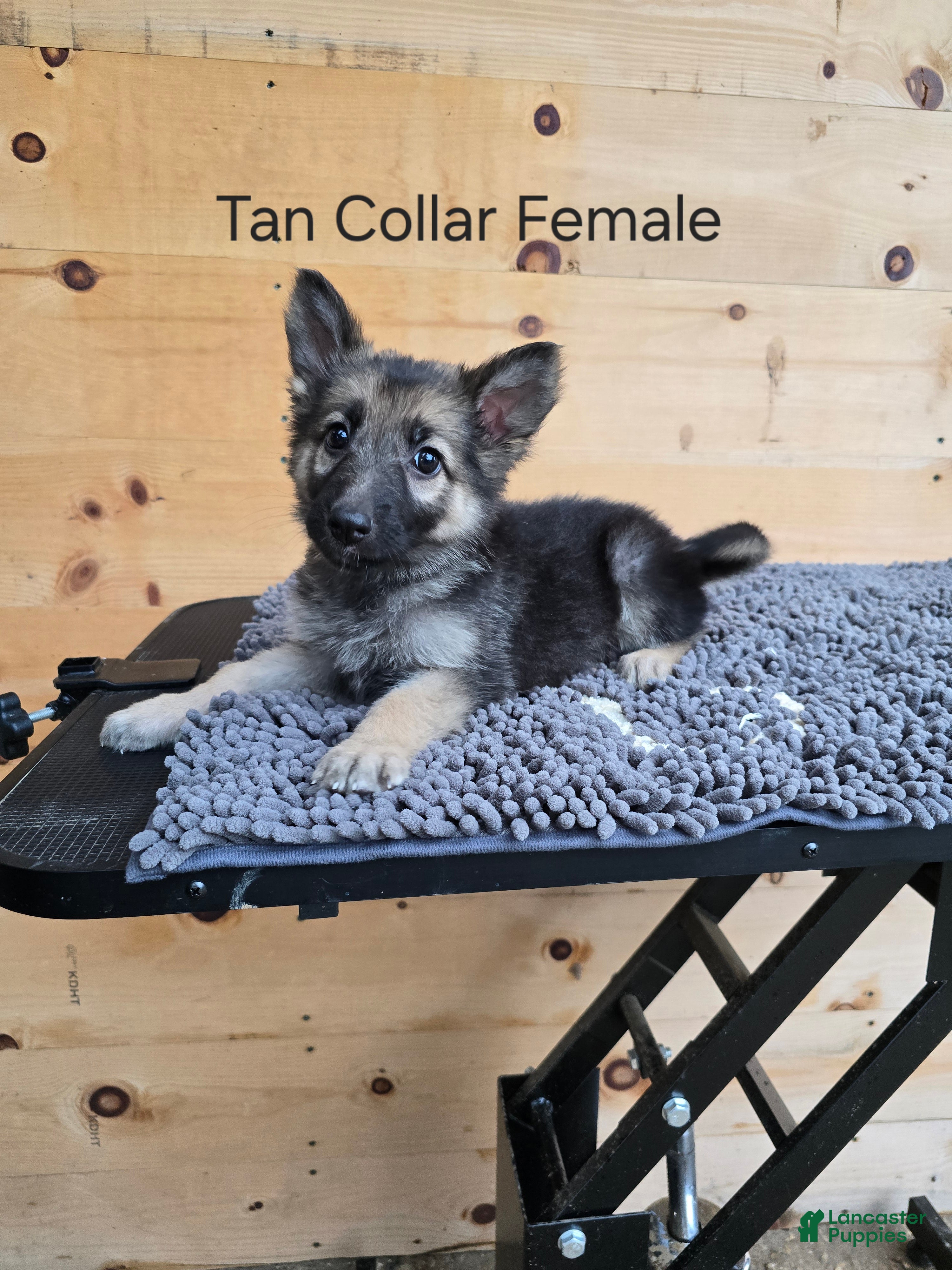 German Shepherd dogs German Shepherd 2 - Ad 1