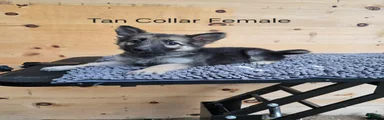 German Shepherd 2