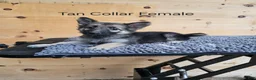 German Shepherd dogs for sale: German Shepherd 2 - Ad 1