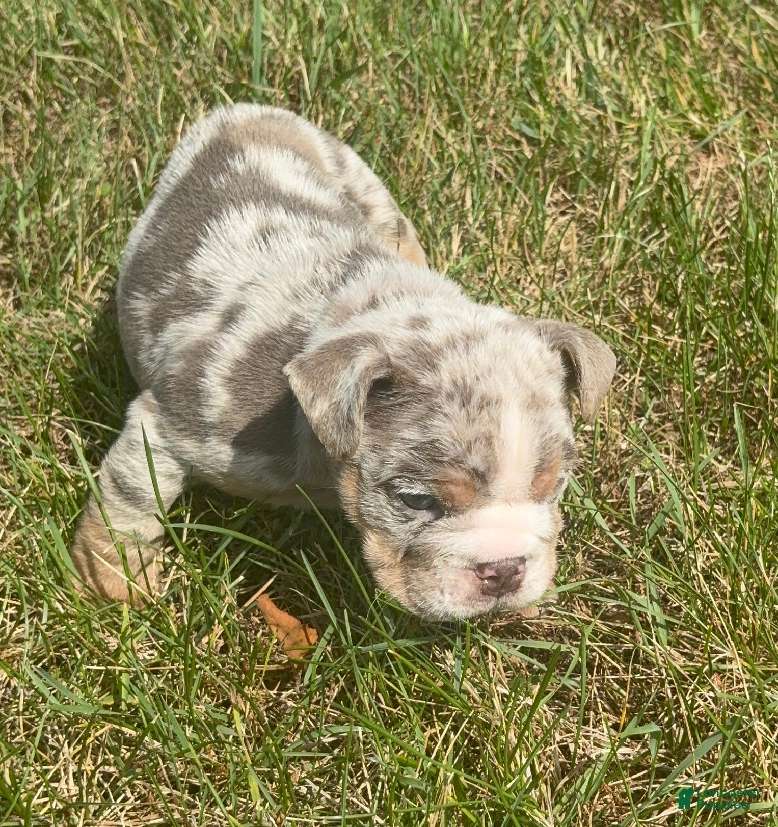 English Bulldog dogs Freckles  - Ad 1