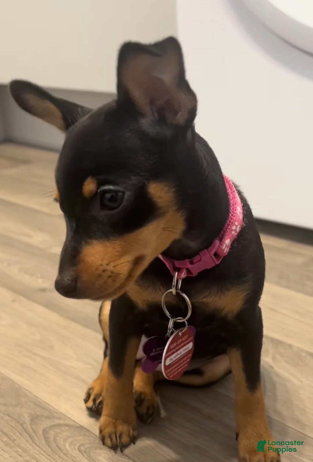 Miniature Pinscher dogs for sale: Miniature Pinscher Puppy 2 - Ad 2