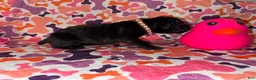 Cane Corso dogs for sale: Brown Collar Female - Ad 3