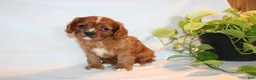 Cavalier King Charles Spaniel dogs for sale: Ricky  - Ad 5