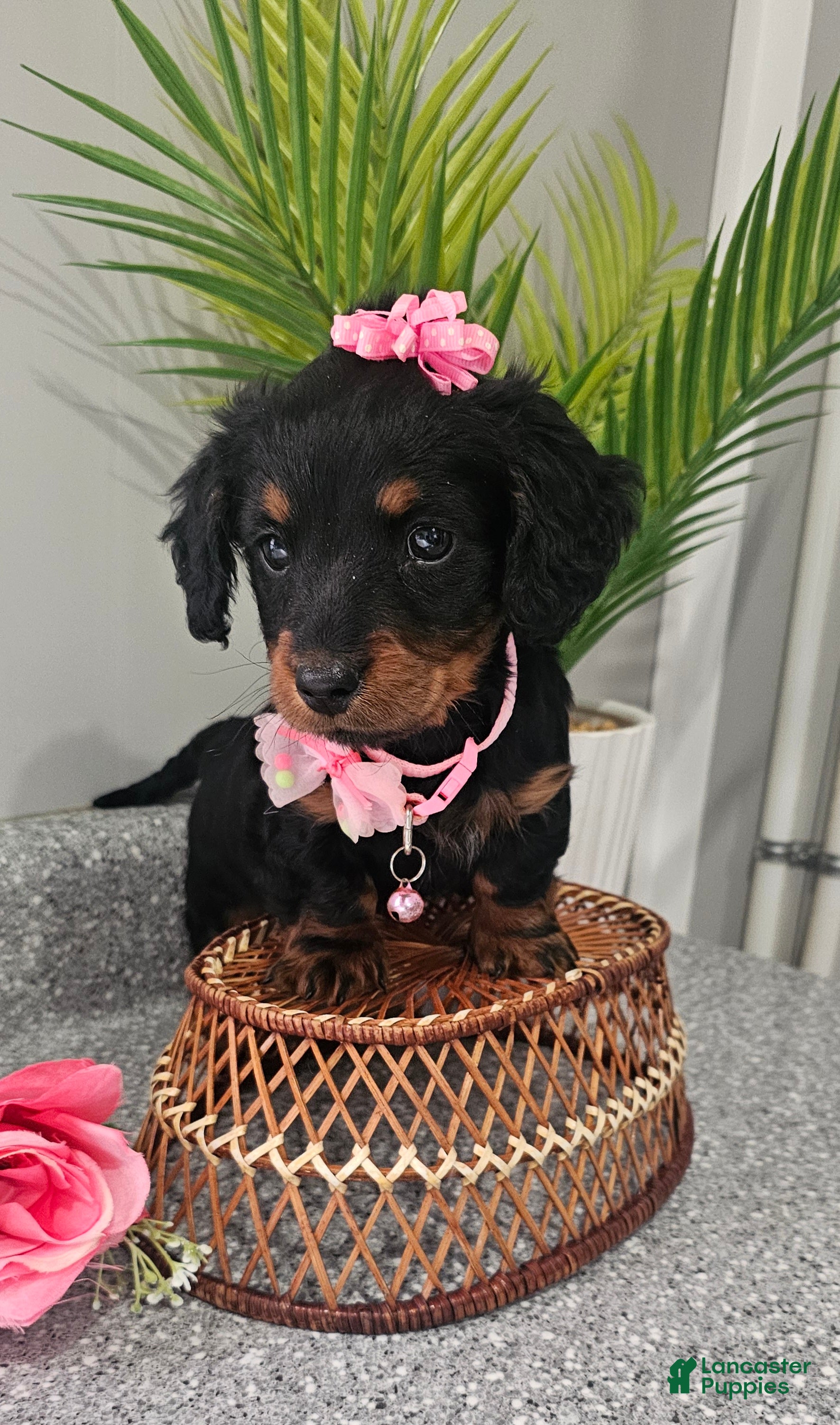Miniature Dachshund dogs Lil Lady - Ad 1