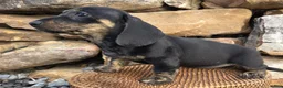Miniature Dachshund dogs for sale: Jessie - Ad 4