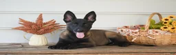 Belgian Malinois dogs for sale: Dara - Ad 2