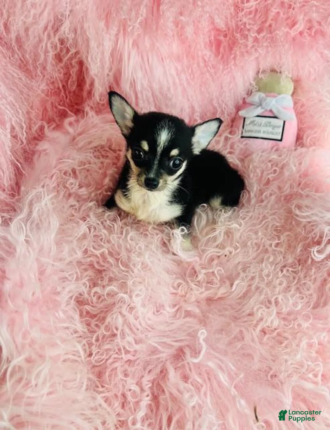 Chihuahua dogs for sale: Chihuahua 1 - Ad 1