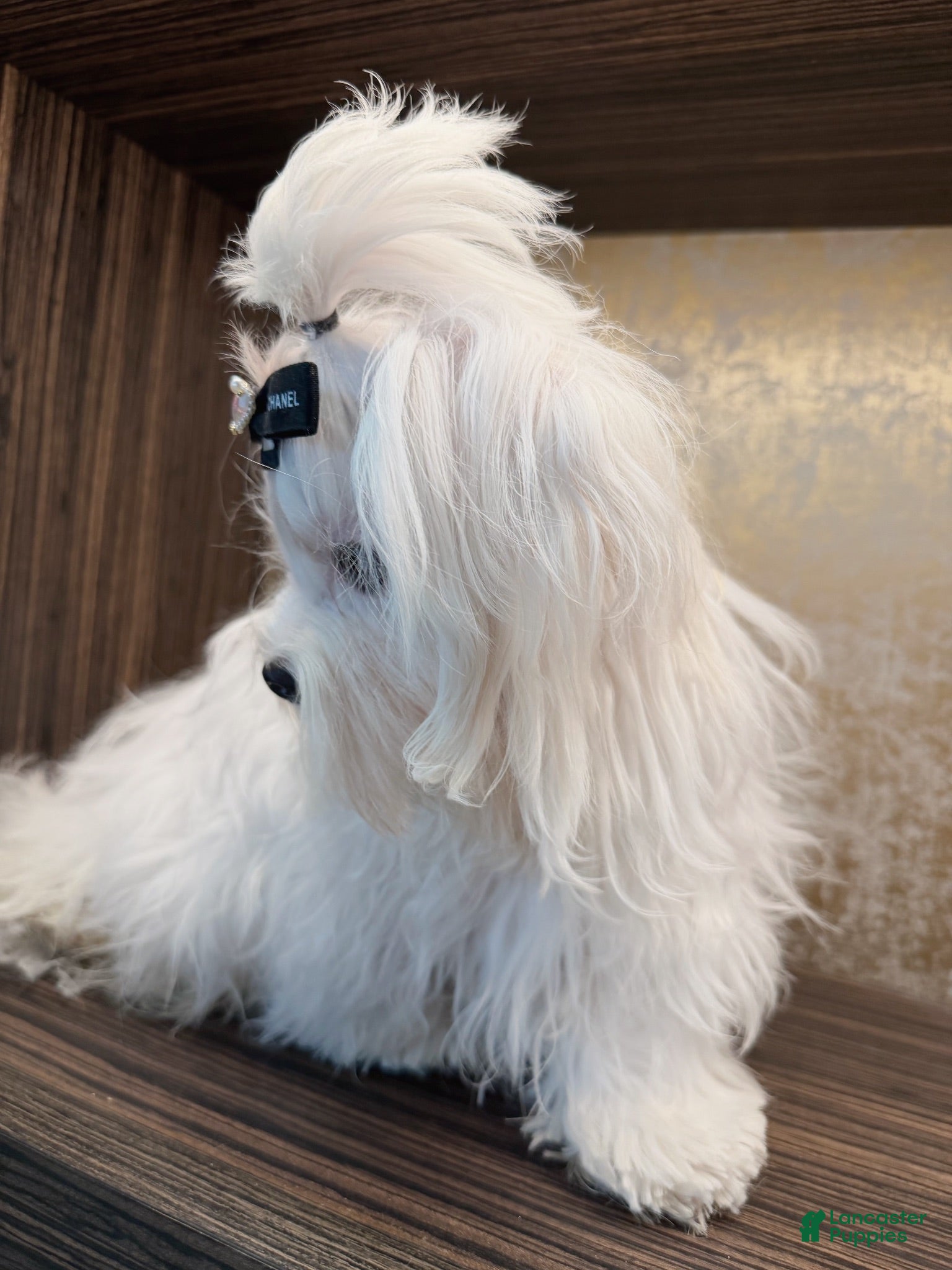 Maltese dogs Tobi - Ad 2