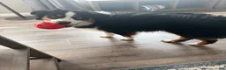 Miniature Australian Shepherd dogs for sale: Milo - Ad 3