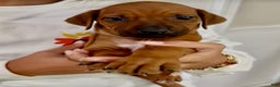 Rhodesian Ridgeback dogs for sale: "JET" AKC RHODESIAN RIDGEBACK - Ad 2