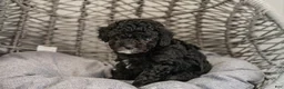 Cockapoo dogs for sale: Willow - Ad 3