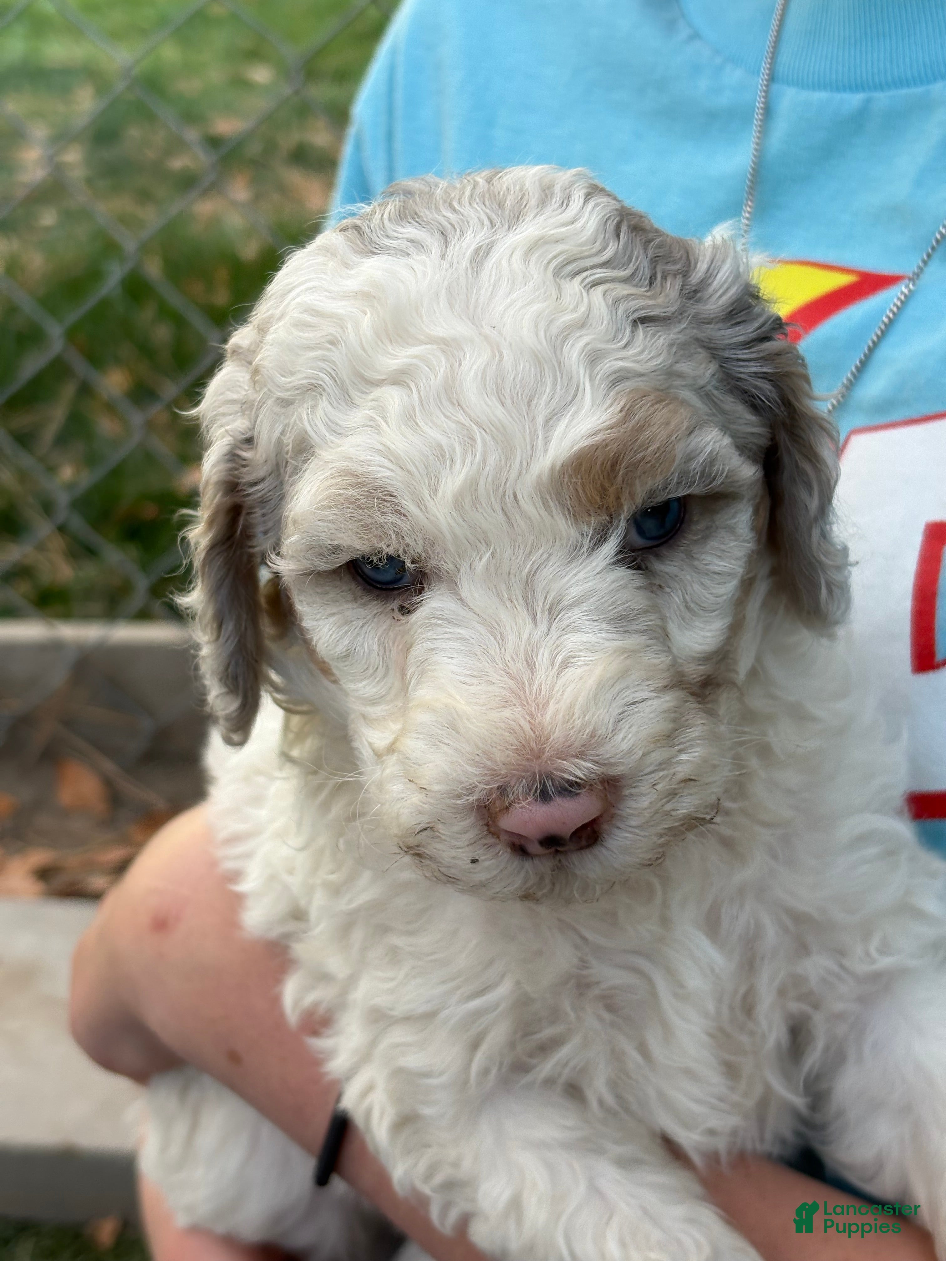 Mixed Breed dogs for sale: Bea – Off-White Mini Bernedoodle with Merle Ears & One Blue Eye | Playful & Loves to Be Held | 30–35 lbs - Ad 1