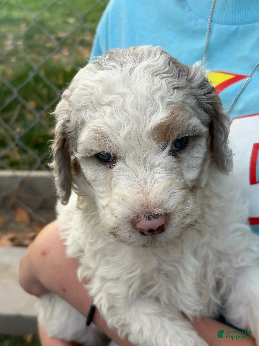 Mixed Breed dogs for sale: Bea – Off-White Mini Bernedoodle with Merle Ears & One Blue Eye | Playful & Loves to Be Held | 30–35 lbs - Ad 1