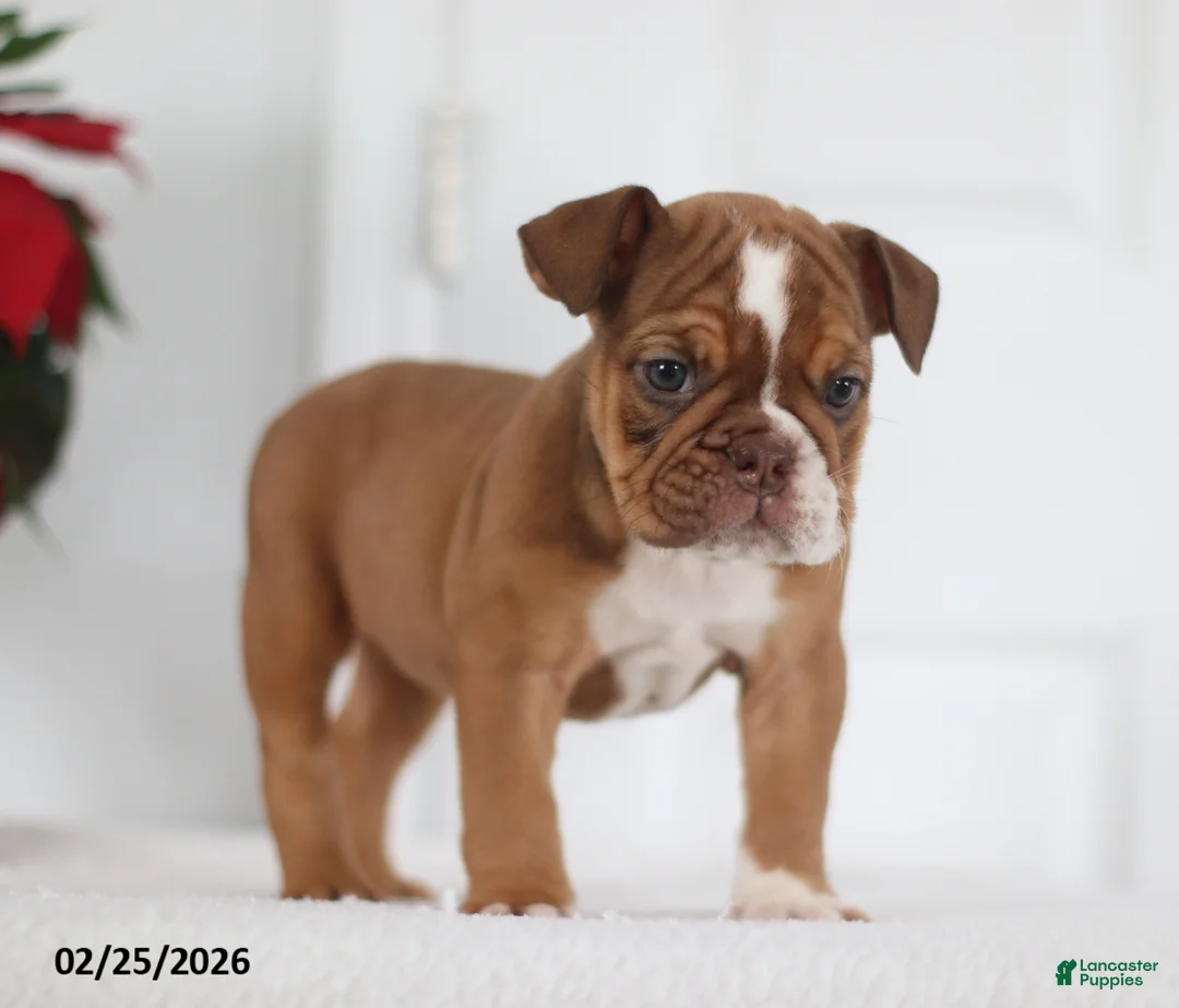 English Bulldog dogs for sale: Roxie - Ad 4