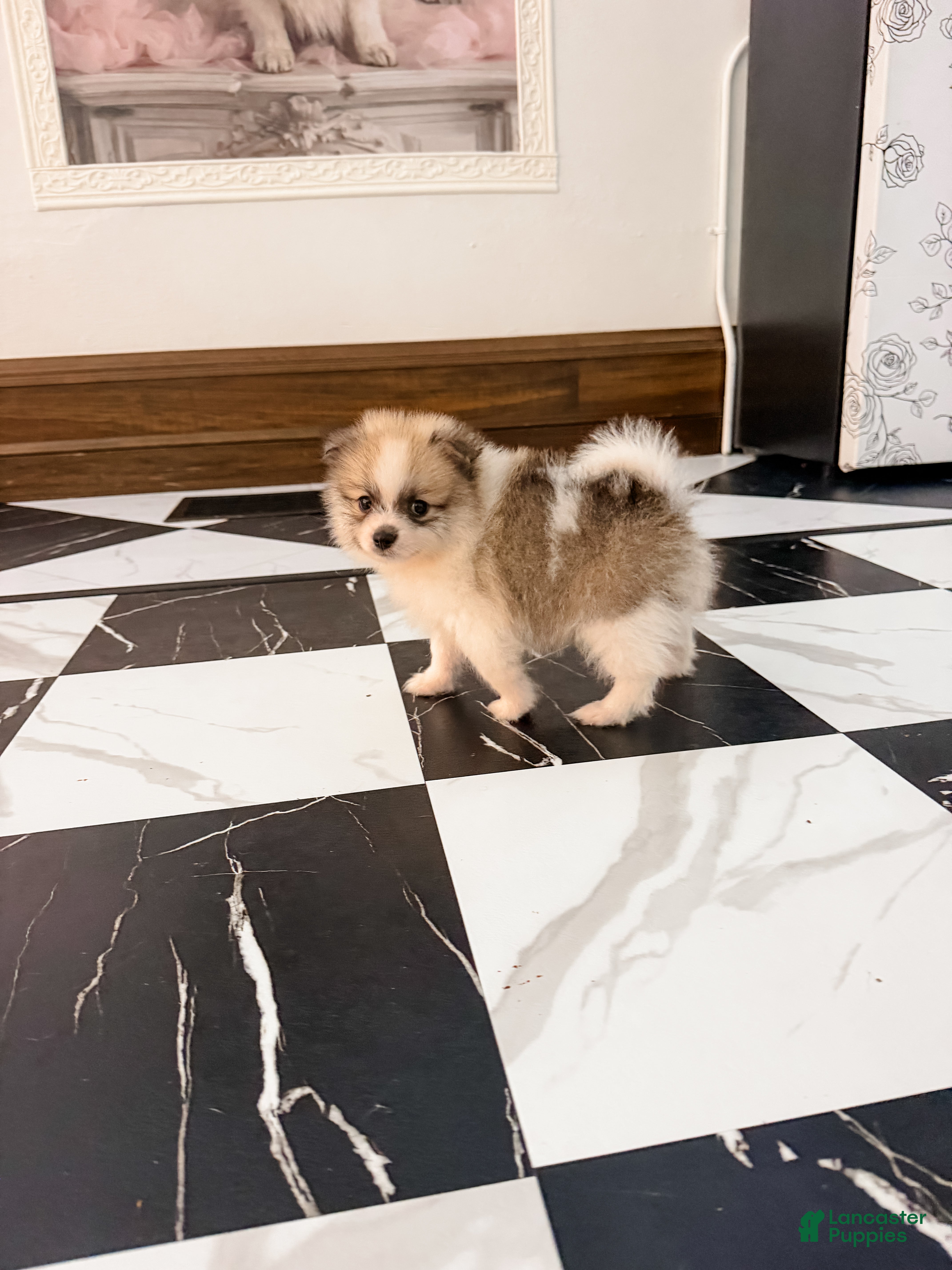 Pomeranian dogs Beethoven - Ad 2