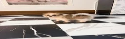Pomeranian dogs for sale: Beatrice  - Ad 2