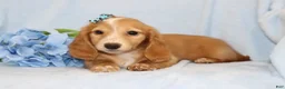 Miniature Dachshund dogs for sale: Fawn  - Ad 3
