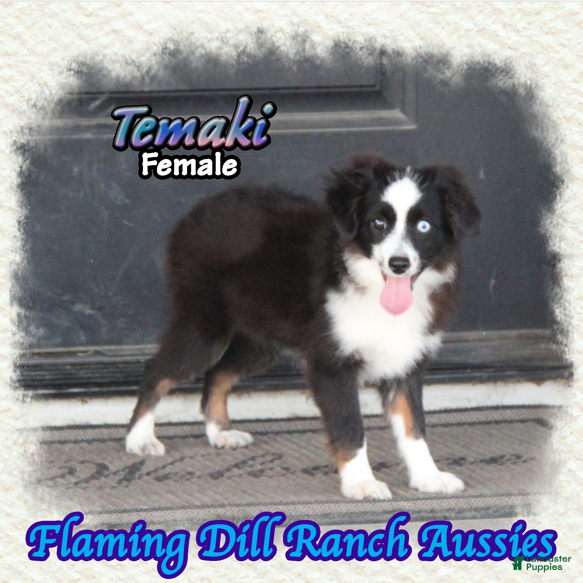 Toy Australian Shepherd dogs for sale: Temaki - Ad 2