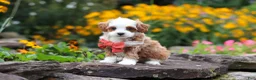 Cavapoo dogs for sale: Mr Bentley - Ad 6