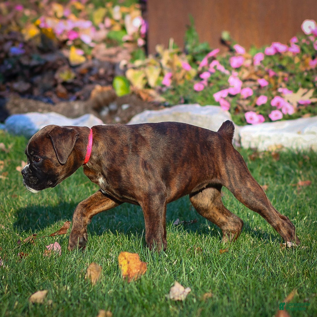 Boxer dogs for sale: Ginger - Ad 4