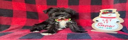 Miniature Schnauzer dogs for sale: Rudolf  - Ad 7