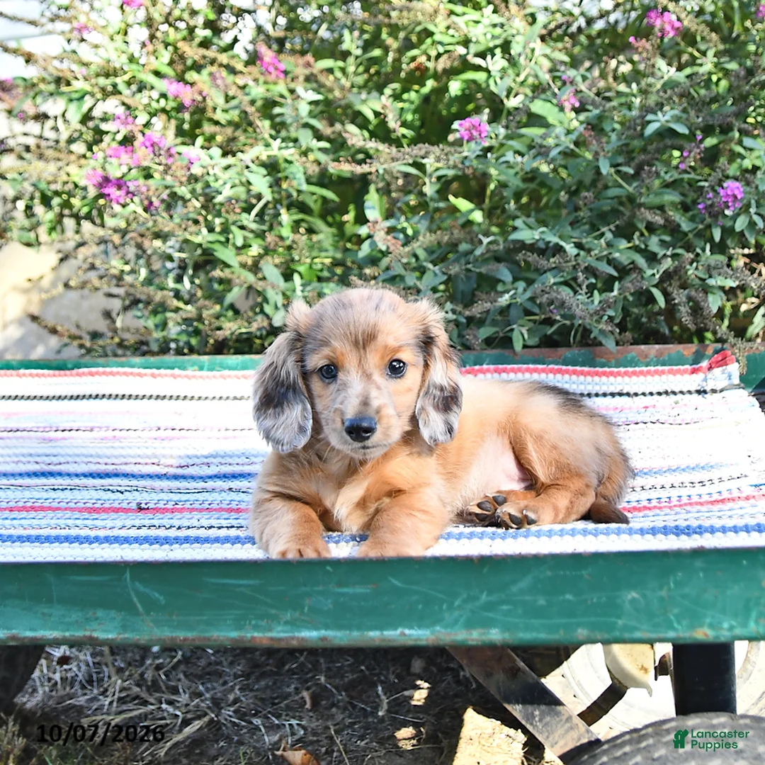 Miniature Dachshund dogs for sale: Kendrick - Ad 2